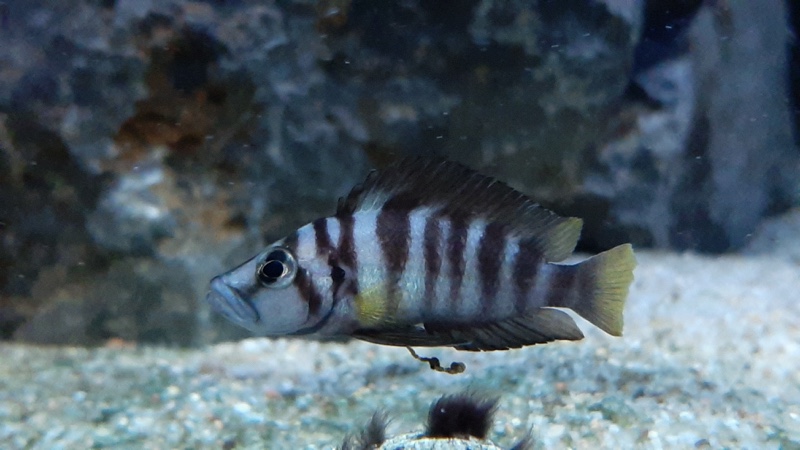 Altolamprologus sp. 'compressiceps shell' Sumbu